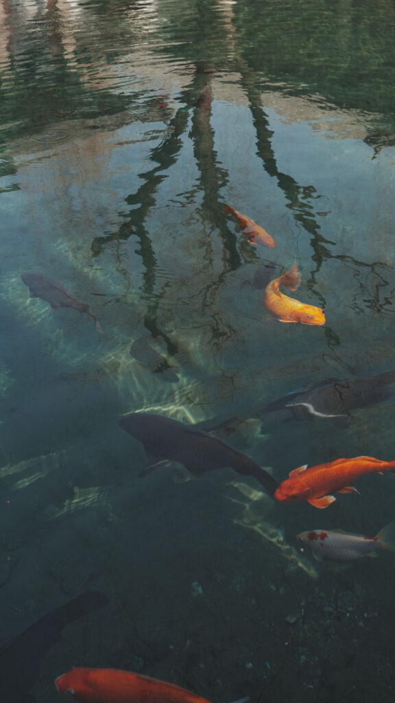 Pisces Zodiac Aesthetic Dreamy Koi Pond Spiritual Phone Wallpaper