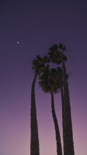 Waning Crescent Moon Palm Trees Celestial Aesthetic Phone Wallpaper