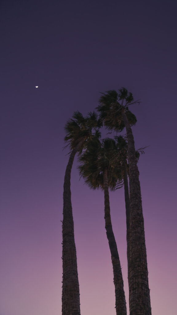 Waning Crescent Moon Palm Trees Celestial Aesthetic Phone Wallpaper