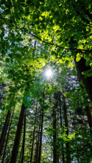 Sunlight Through Forest Canopy Abundance and Growth Vision Board Wallpaper