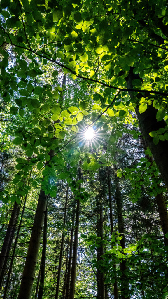 Sunlight Through Forest Canopy Abundance and Growth Vision Board Wallpaper
