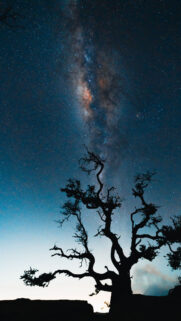 Celestial Milky Way and Ancient Tree Spiritual Manifestation Wallpaper