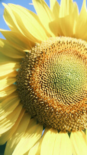 Sunflower Abundance and Manifestation Energy High Resolution Wallpaper