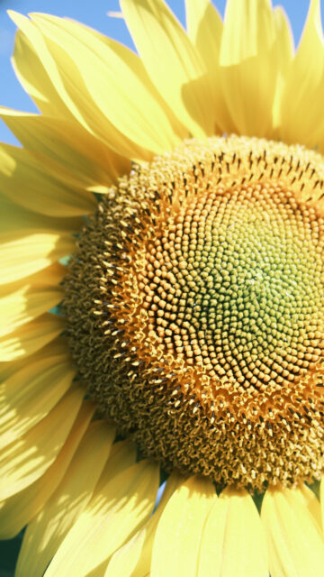 Sunflower Abundance and Manifestation Energy High Resolution Wallpaper