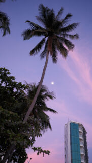 Waning Moon Palm Tree Aesthetic for Spiritual Alignment and Manifestation Wallpaper