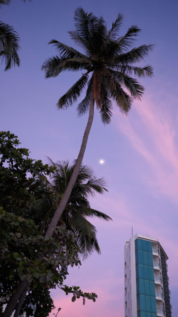 Waning Moon Palm Tree Aesthetic for Spiritual Alignment and Manifestation Wallpaper