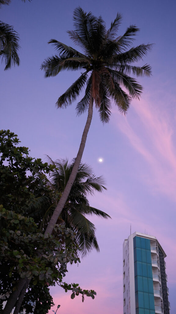 Waning Moon Palm Tree Aesthetic for Spiritual Alignment and Manifestation Wallpaper