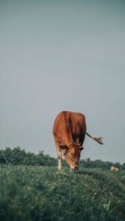Grounded Taurus Earth Energy Aesthetic Spiritual Astrology Wallpaper