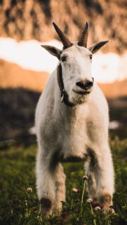 Capricorn Earth Element Zodiac Mountain Goat Minimalist Aesthetic Wallpaper