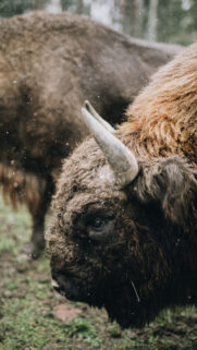 Majestic Taurus Earth Sign Portrait for Grounding Energy Wallpaper