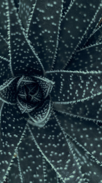 Sacred Geometry Succulent Fractal Energy Spiritual Phone Wallpaper