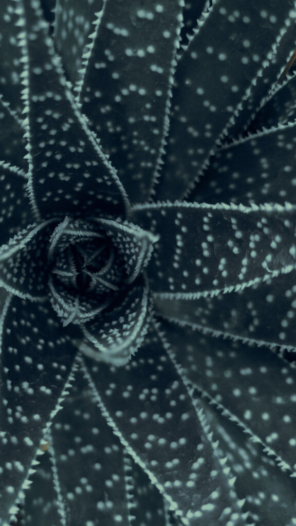 Sacred Geometry Succulent Fractal Energy Spiritual Phone Wallpaper