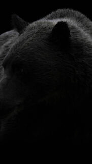 Minimalist Dark Bear Close-up 4K Mobile Wallpaper