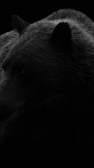 Minimalist Dark Bear Close-up 4K Mobile Wallpaper