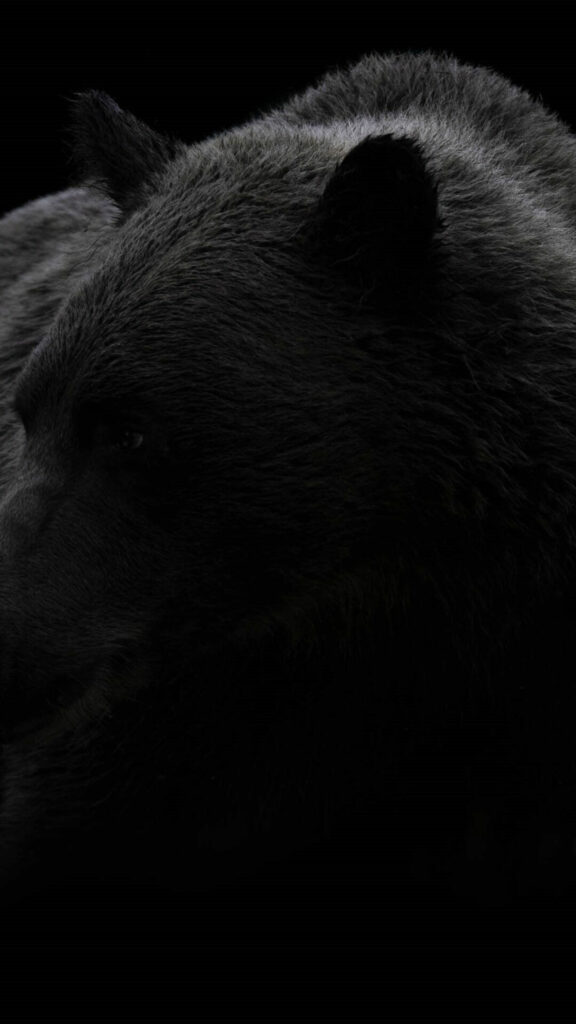 Minimalist Dark Bear Close-up 4K Mobile Wallpaper