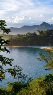 Stunning Coastal Bay with Tropical Vegetation Mobile Wallpaper