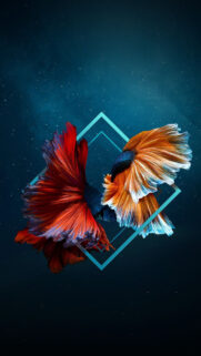 Dual Betta Fish Artistic Geometric Composition Mobile Wallpaper