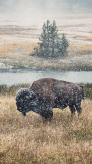 Bison Grazing in a Snowy Meadow 4K Mobile Wallpaper