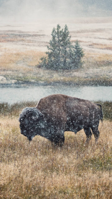 Bison Grazing in a Snowy Meadow 4K Mobile Wallpaper