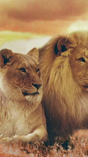 Majestic Lion and Lioness Portrait Mobile Wallpaper