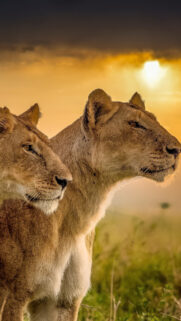 Two Majestic Lionesses at Sunset Vertical Mobile Wallpaper