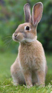 Brown Rabbit Portrait Mobile Wallpaper