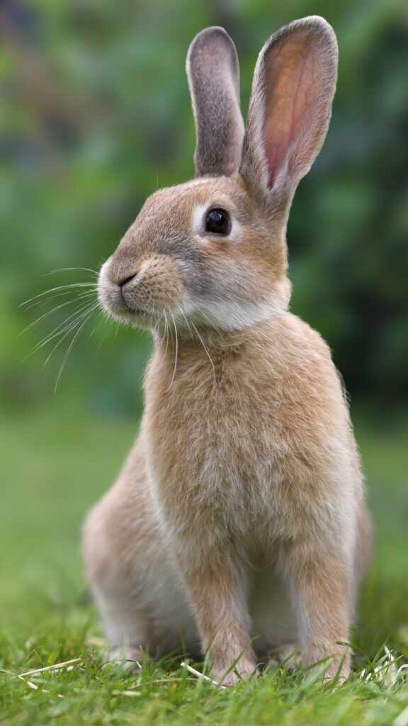 Brown Rabbit Portrait Mobile Wallpaper