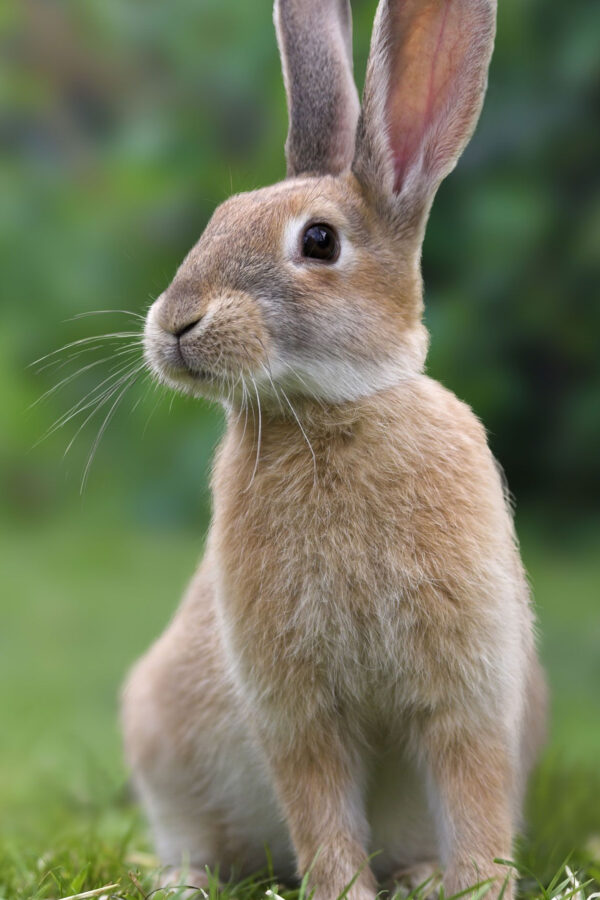 Brown Rabbit Portrait Mobile Wallpaper