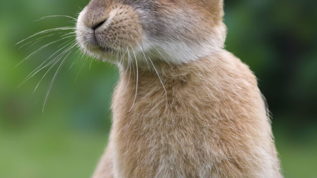 Brown Rabbit Portrait Mobile Wallpaper
