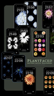 Floral OLED Plantfaced Minimalist Mobile Wallpaper