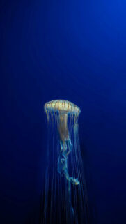 Glowing Compass Jellyfish Deep Ocean 4K Mobile Wallpaper