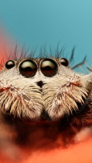 Macro Photography Jumping Spider Close-up Mobile Wallpaper