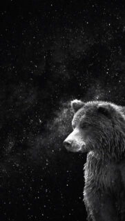Black and White Bear in the Starry Night Mobile Wallpaper