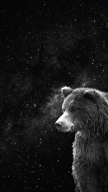 Black and White Bear in the Starry Night Mobile Wallpaper