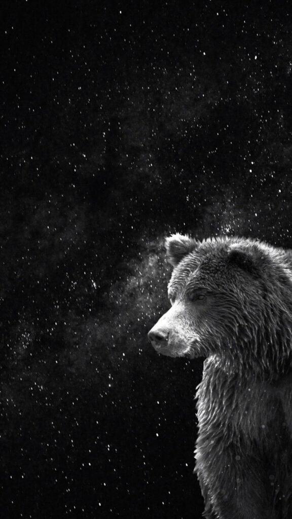 Black and White Bear in the Starry Night Mobile Wallpaper