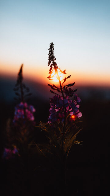 Stunning Fireweed Silhouettes at Sunset Mobile Wallpaper