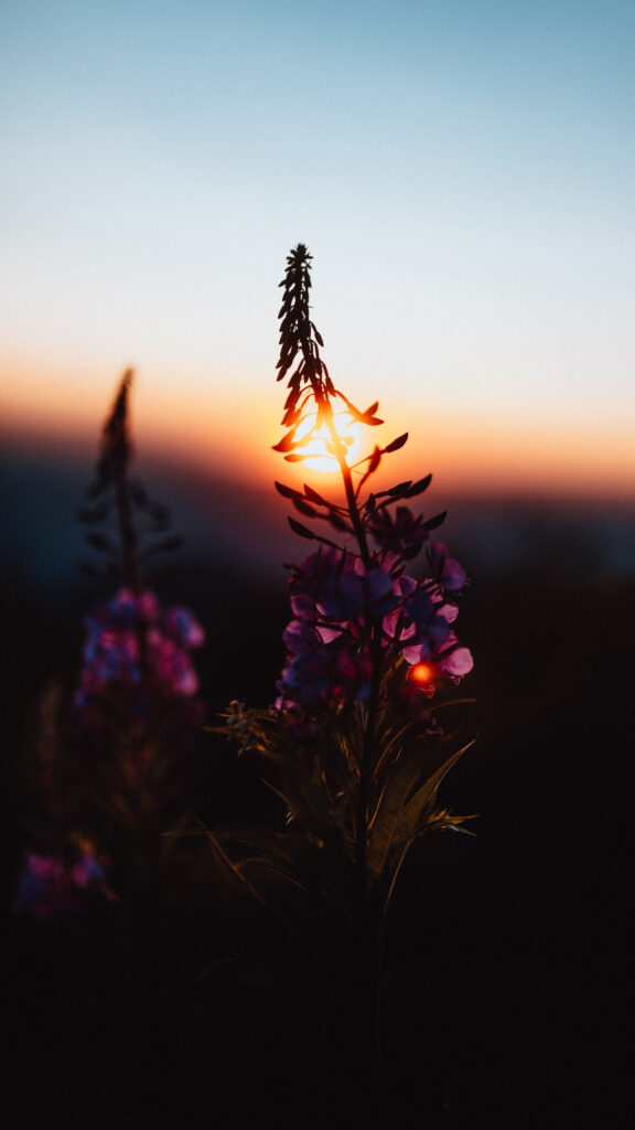 Stunning Fireweed Silhouettes at Sunset Mobile Wallpaper