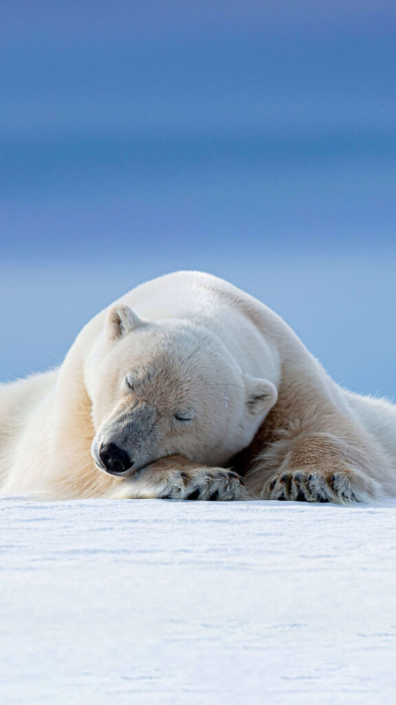 Sleeping Polar Bear Arctic Wilderness Mobile Wallpaper