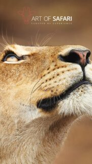 Extreme Close-up Lioness Profile 4K Mobile Wallpaper