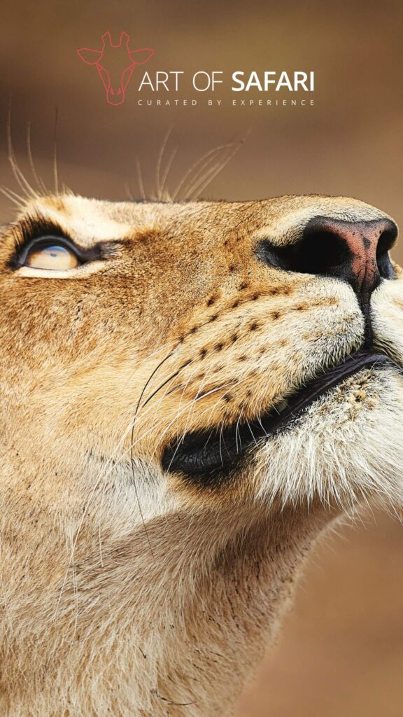 Extreme Close-up Lioness Profile 4K Mobile Wallpaper