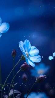 Ethereal Glowing Blue Cosmos Flowers Mobile Wallpaper