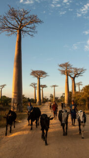 Avenue of the Baobabs at Sunset Mobile Wallpaper