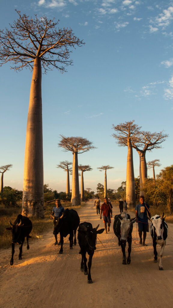 Avenue of the Baobabs at Sunset Mobile Wallpaper