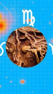 Virgo Earth Element Astrology Sign Aesthetic Mobile Wallpaper