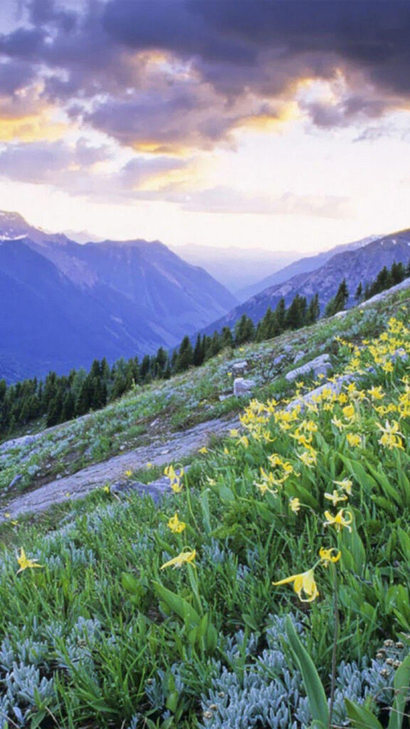 Mountain Valley Meadow with Yellow Wildflowers Mobile Wallpaper