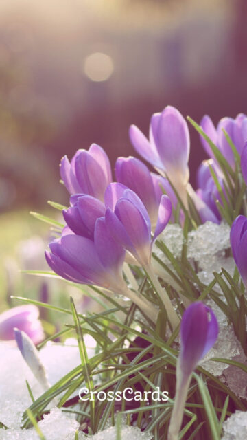 Purple Crocus Flowers Emerging from Snow Mobile Wallpaper