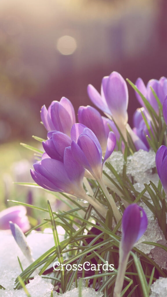 Purple Crocus Flowers Emerging from Snow Mobile Wallpaper