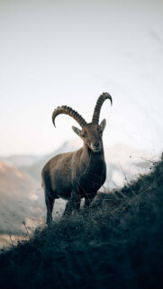 Capricorn Zodiac Symbol: Majestic Mountain Goat Earth Sign Wallpaper