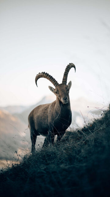 Capricorn Zodiac Symbol: Majestic Mountain Goat Earth Sign Wallpaper