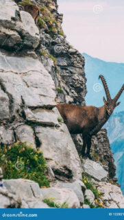 Capricorn Zodiac Mountain Peak Ambition and Earth Energy Wallpaper